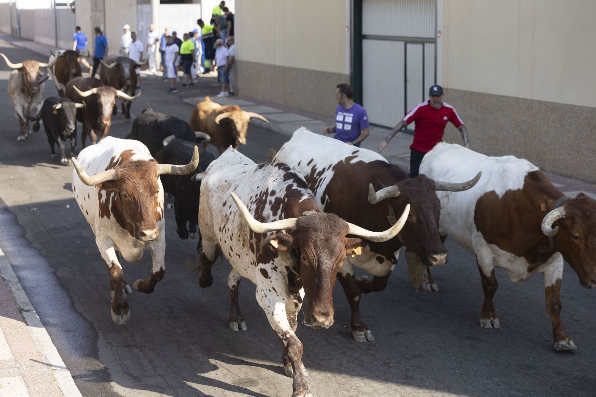 Las imágenes del encierro mixto de Íscar