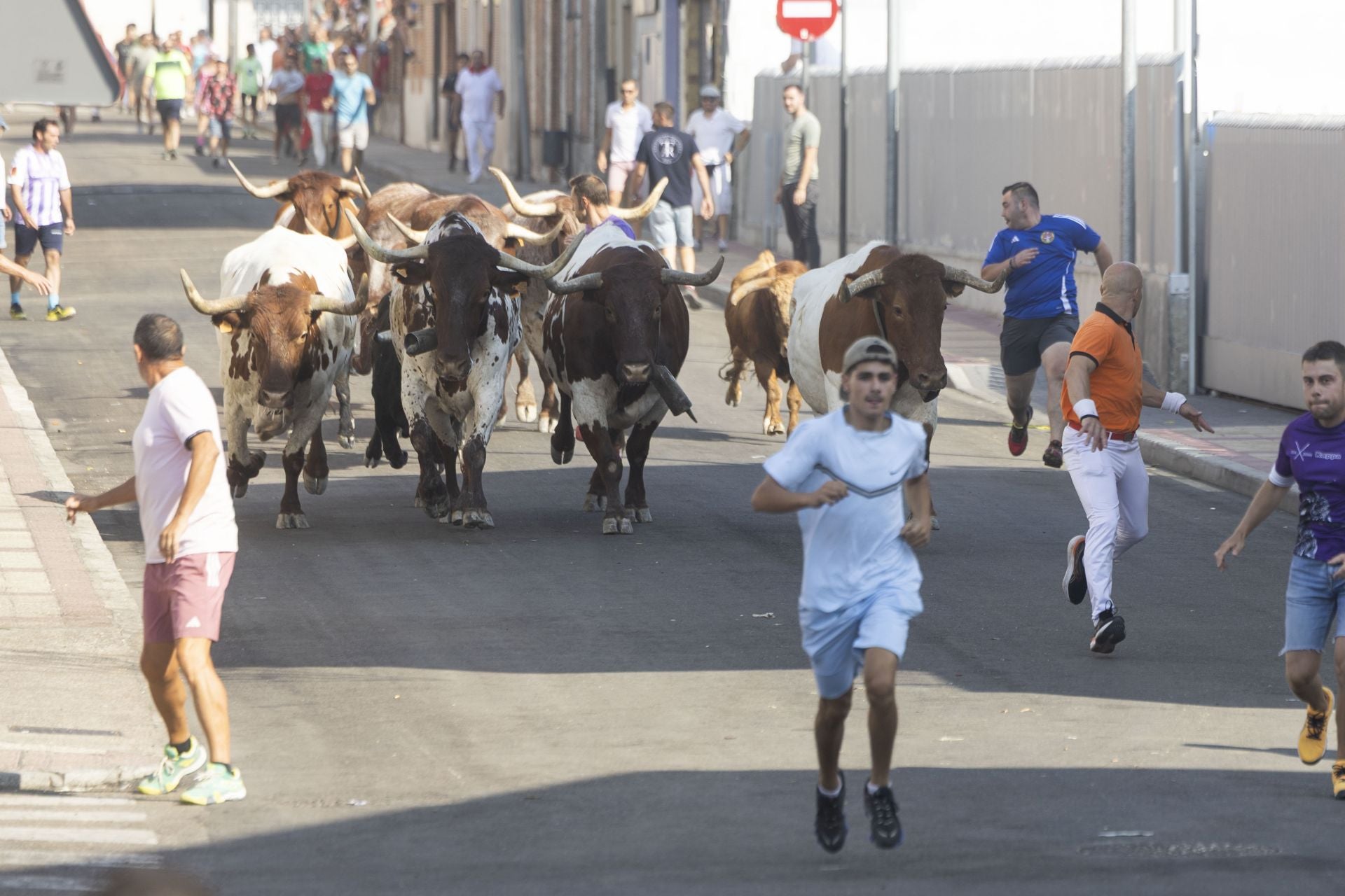 Las imágenes del encierro mixto de Íscar