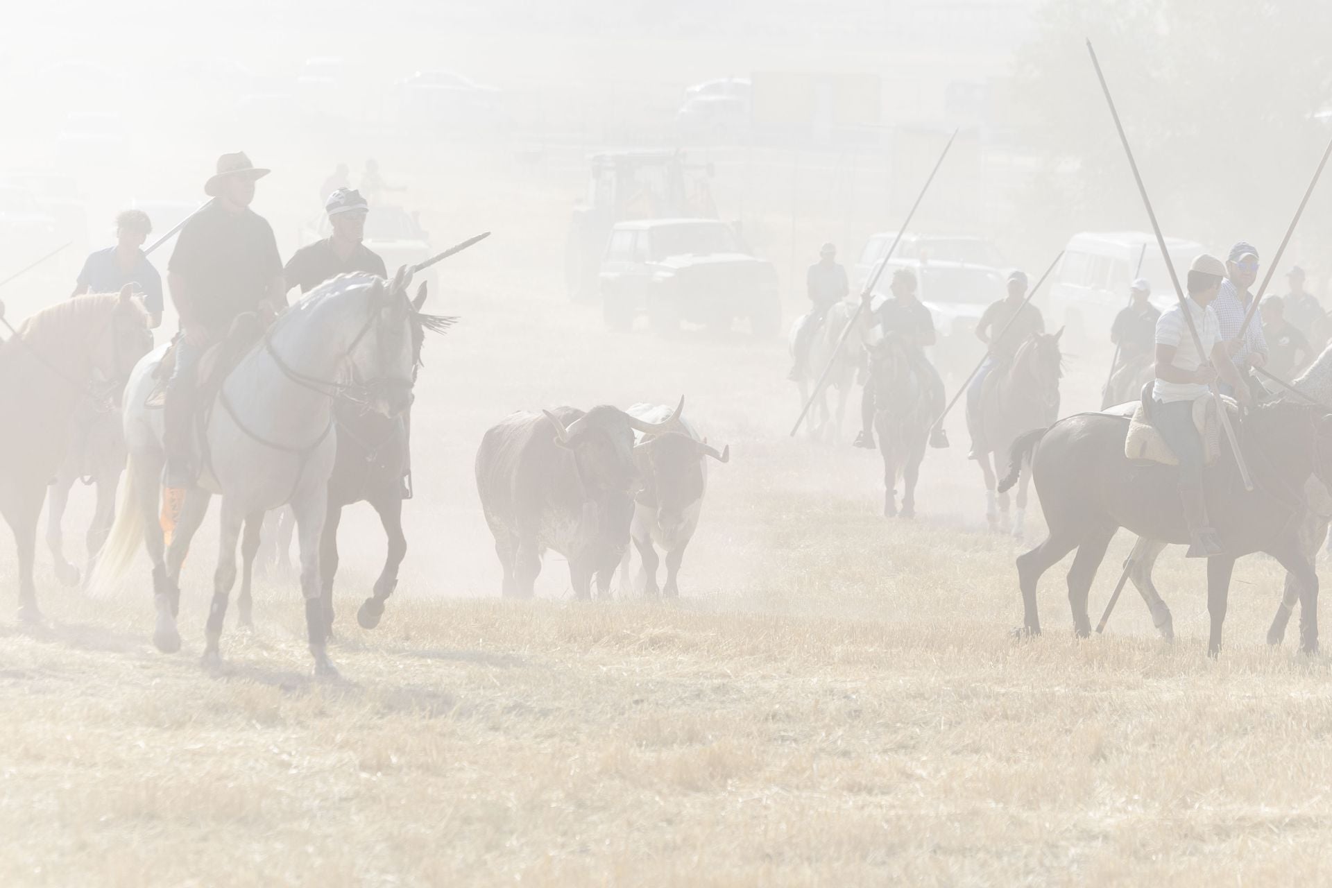 Las imágenes del encierro mixto de Íscar