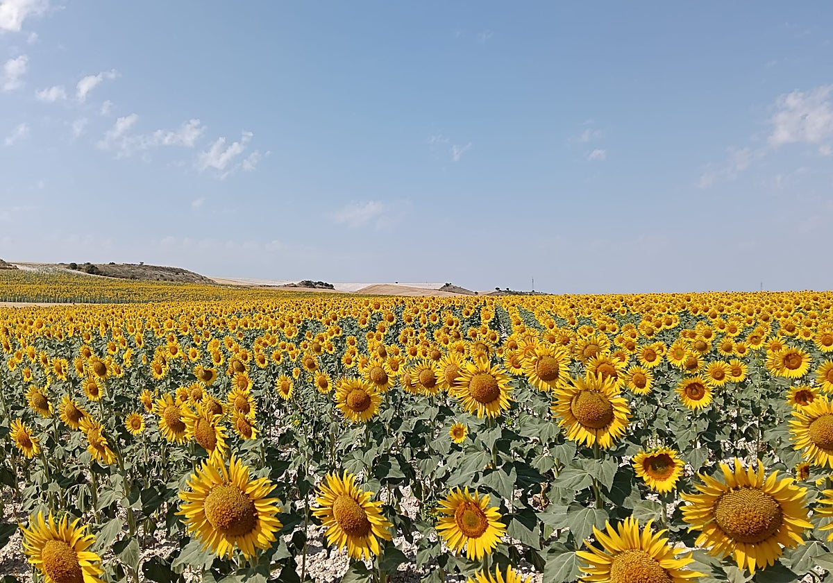 Una parcela cultivada de girasol en la localidad burgalesa de Campillo de Aranda.