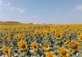 Una parcela cultivada de girasol en la localidad burgalesa de Campillo de Aranda.