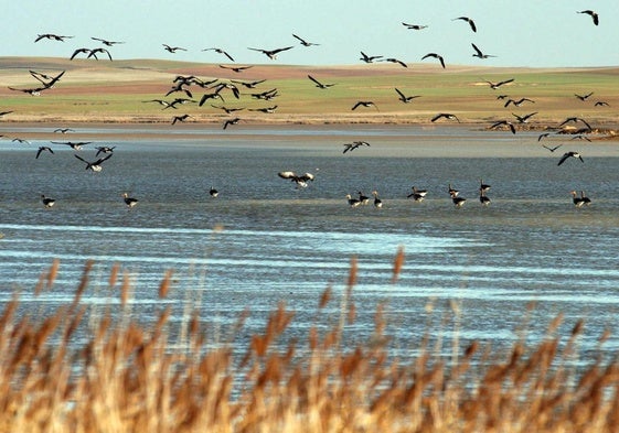 Reserva natural de Lagunas de Villafáfila, en la provincia de Zamora, en una imagen de archivo.