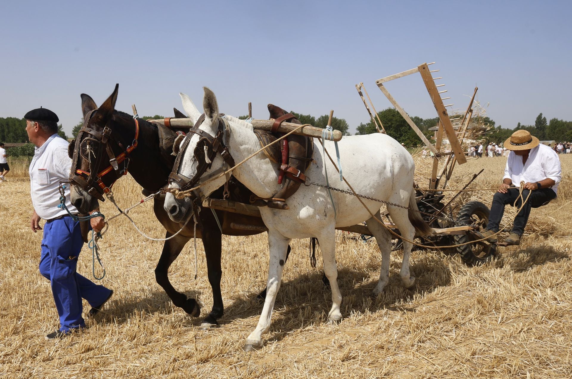 Castrillo de Villavega retrocede al pasado con la Fiesta de la Trilla