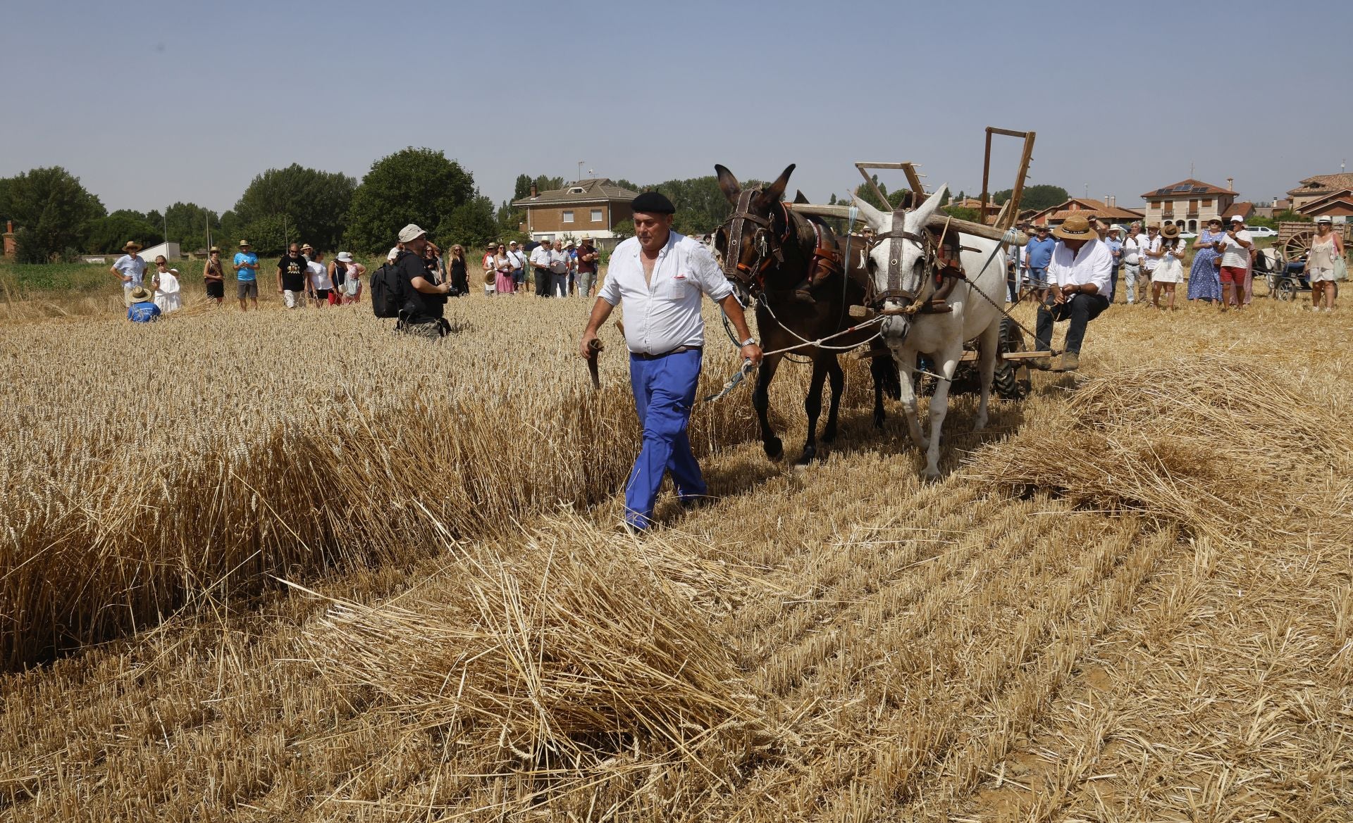 Castrillo de Villavega retrocede al pasado con la Fiesta de la Trilla