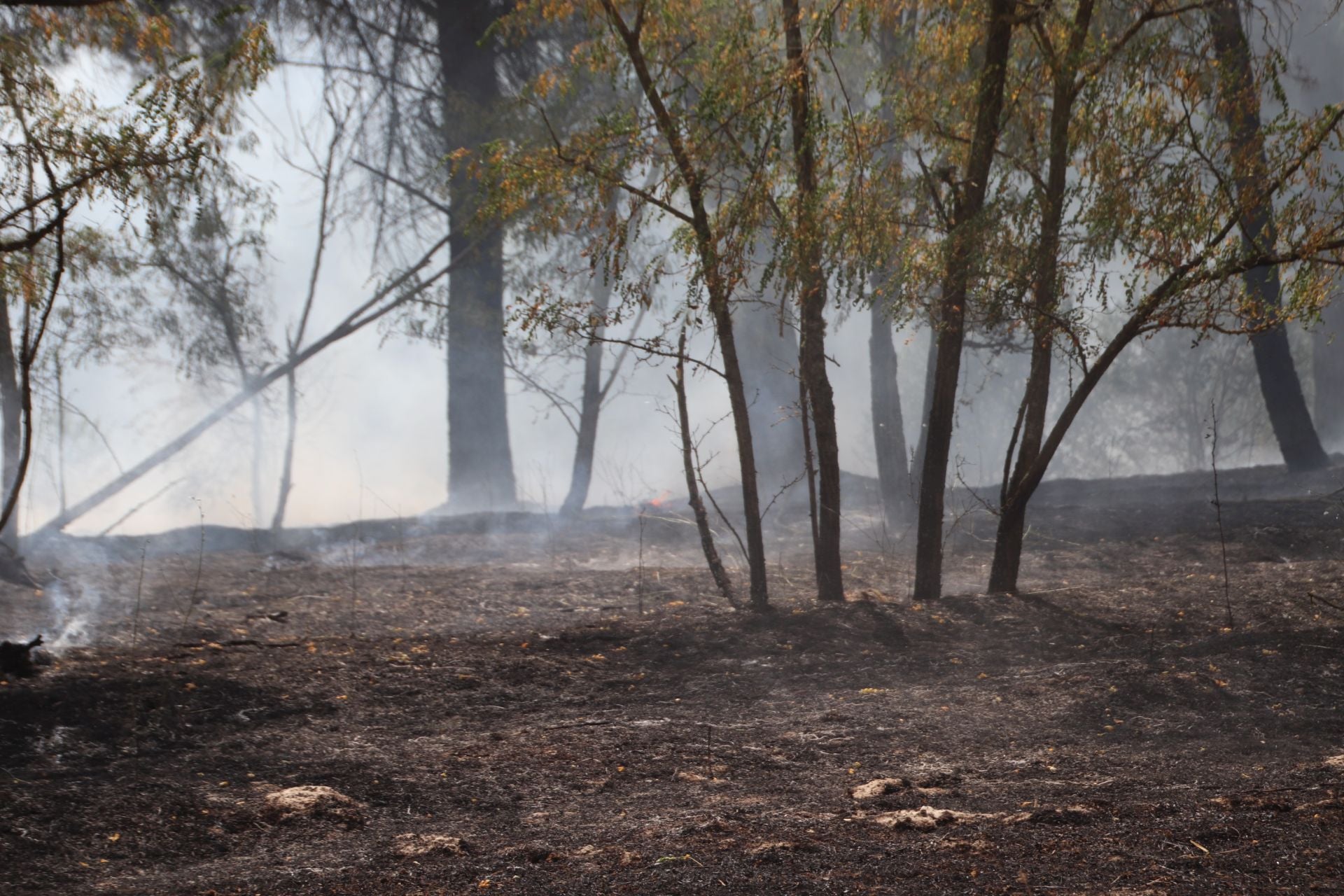 Fotos del incendio en Cuéllar junto al río Cega