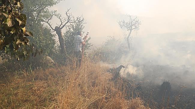 ¿Cuántos años tarda de media en recuperarse la vegetación de una zona afectada por un incendio forestal?