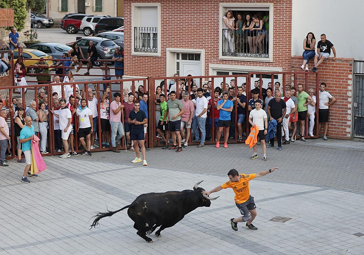 Un joven cita al toro en uno de los encierros celebrados en la localidad de Traspinedo.
