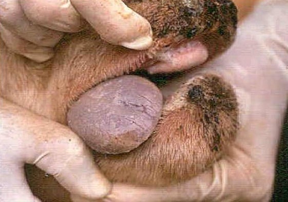 Inspección a un animal.