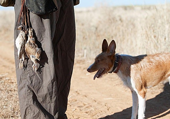 Un cazador, junto con su perro, sosteniendo varios animales cazados en la media veda.