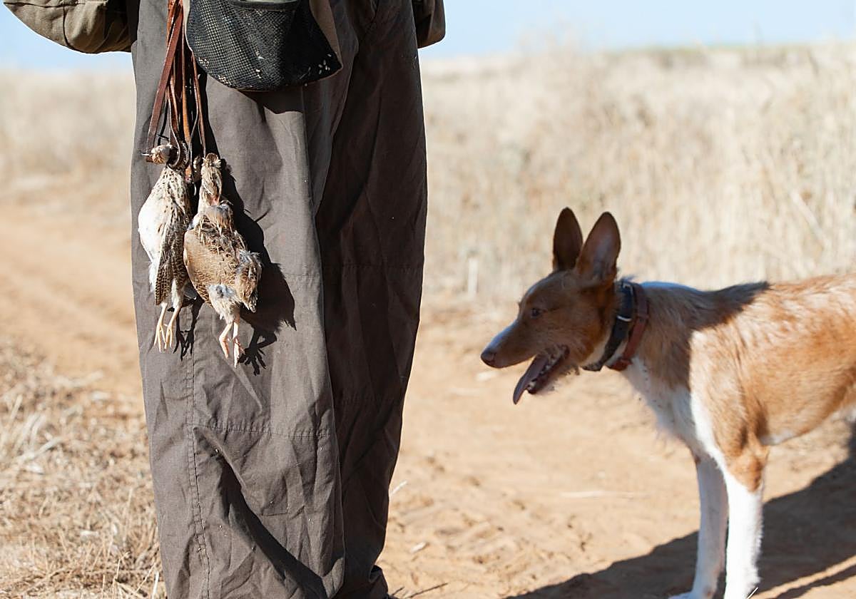 Un cazador, junto con su perro, sosteniendo varios animales cazados en la media veda.