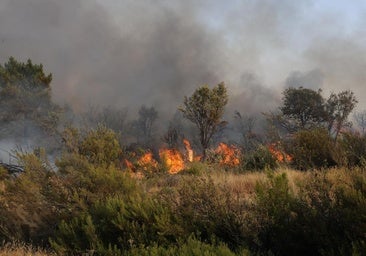 El Gobierno apunta al origen intencionado de varios de los incendios activos