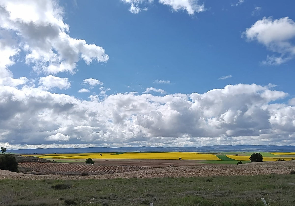 Campos de cultivos situados al sur de la provincia de Burgos.