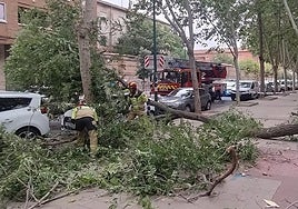 Intervención por caída de ramas en el paseo Prado de la Magdalena.