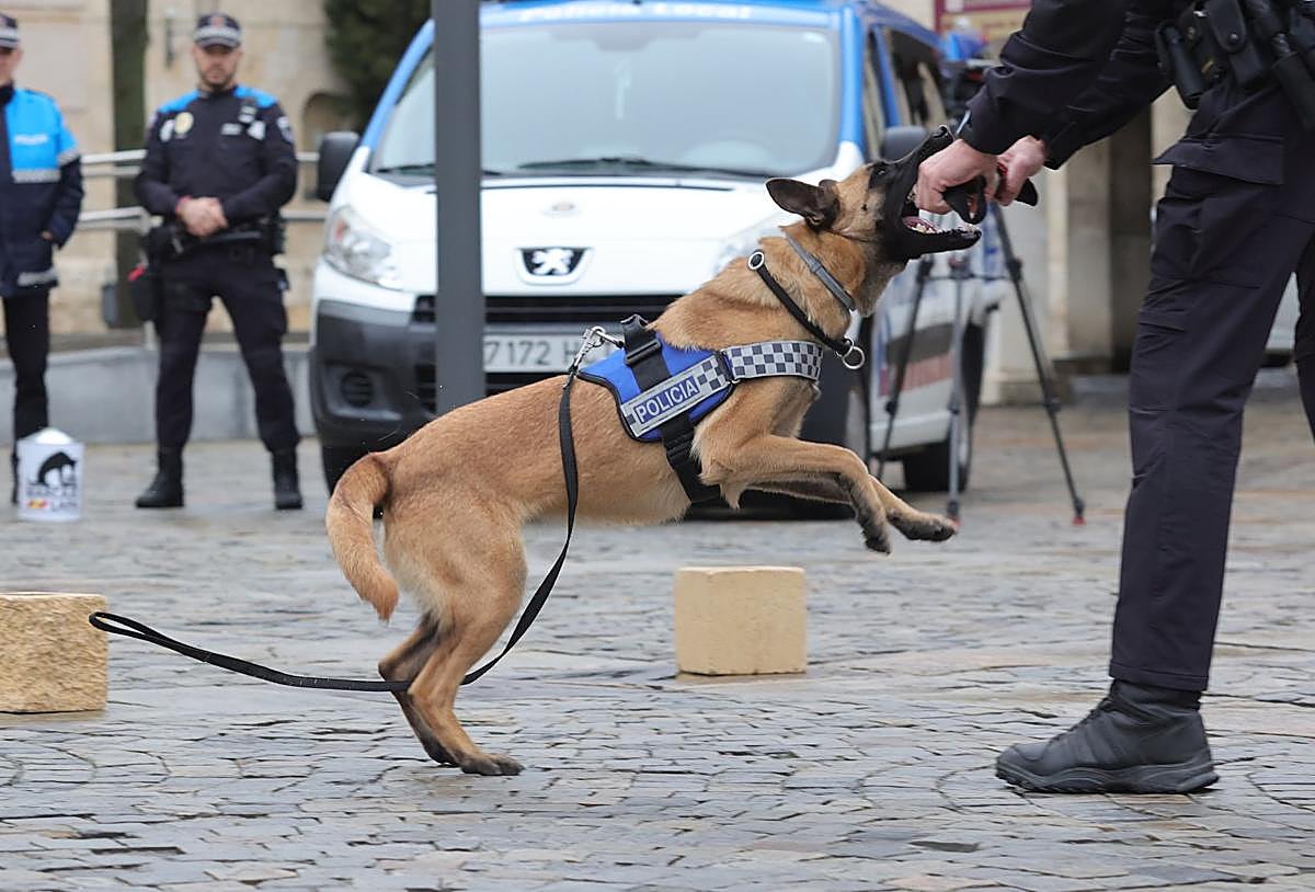 Perro de la Unidad Canina de la Policía Local, el día de su presentación en la Plaza Mayor.