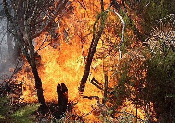 Imagen del fuego arrasando una zona de Salamanca.