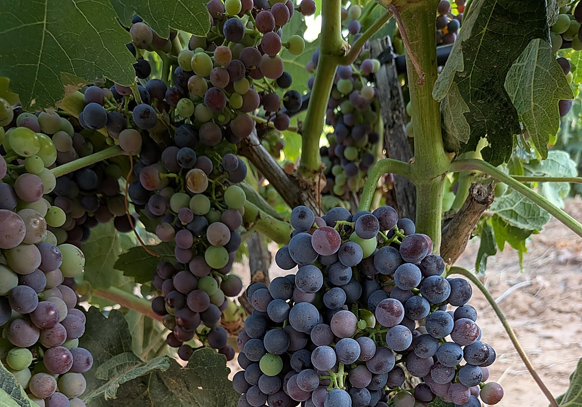 La vendimia en Ribera del Duero incluirá este año mayores medidas de control y trazabilidad