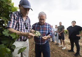 Viticultores de La Seca muestran los daños del mildiu en el viñedo.