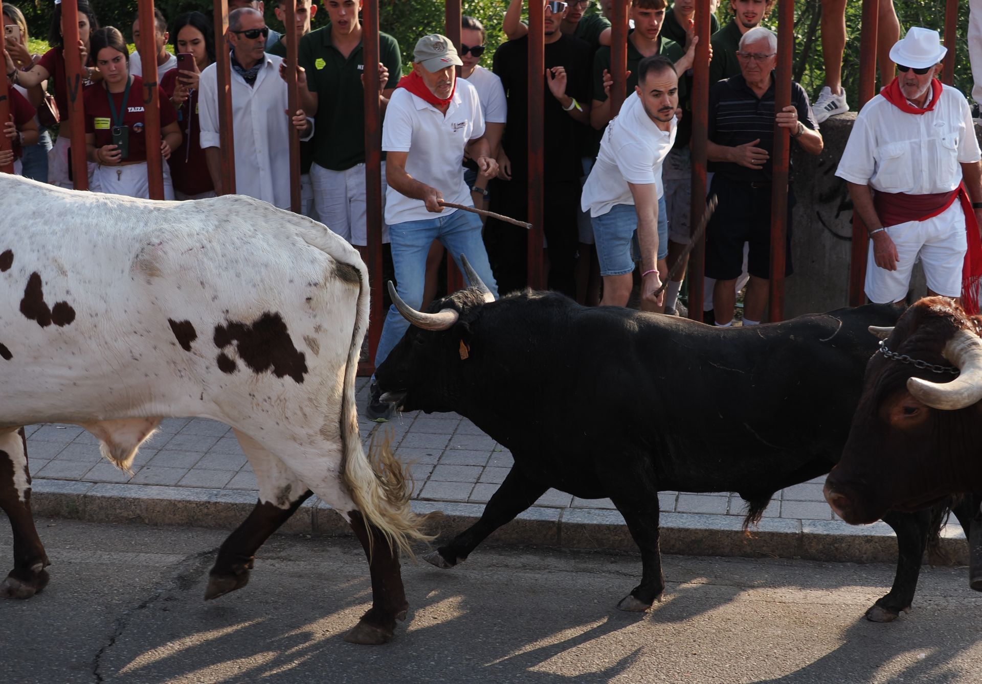 Las imágenes del encierro de Tudela de Duero de este viernes