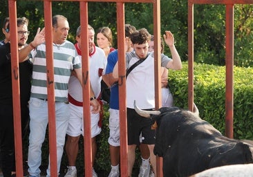 Herido un ganadero durante el encierro de Tudela de Duero