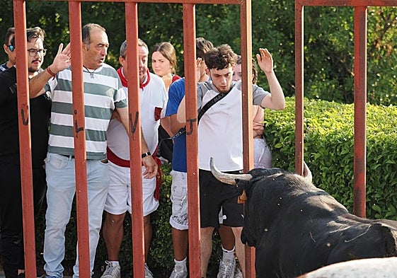 Un grupo de aficionados cita al astado desde las talanqueras.