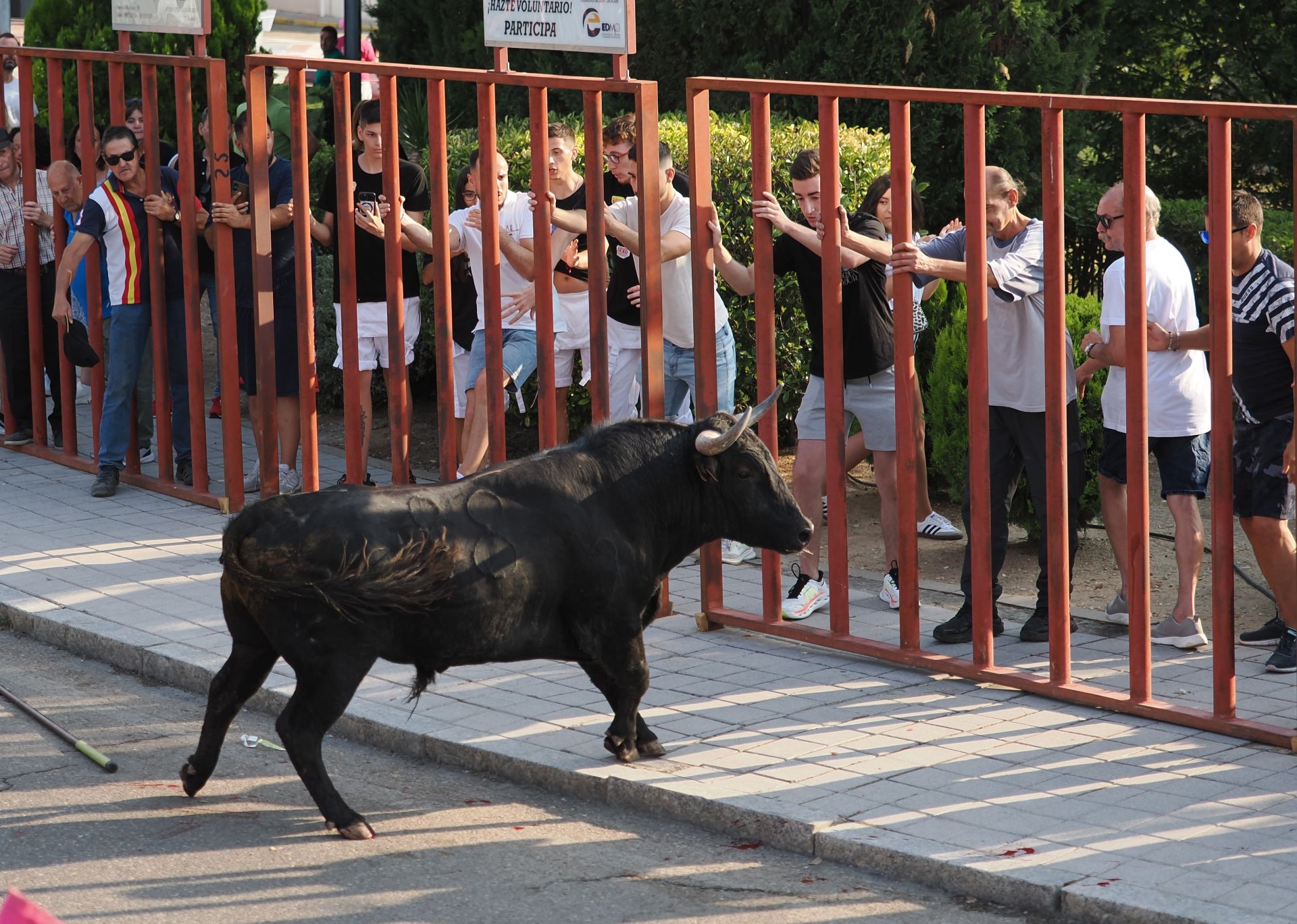 Las imágenes del encierro de Tudela de Duero de este viernes