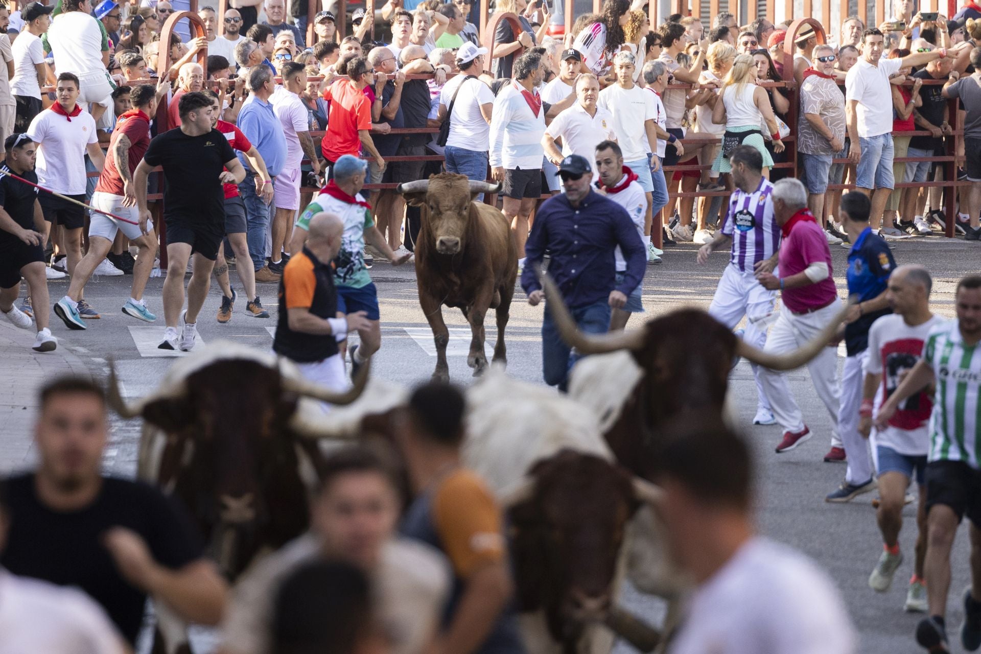 Las imágenes del encierro de Peñafiel de este viernes