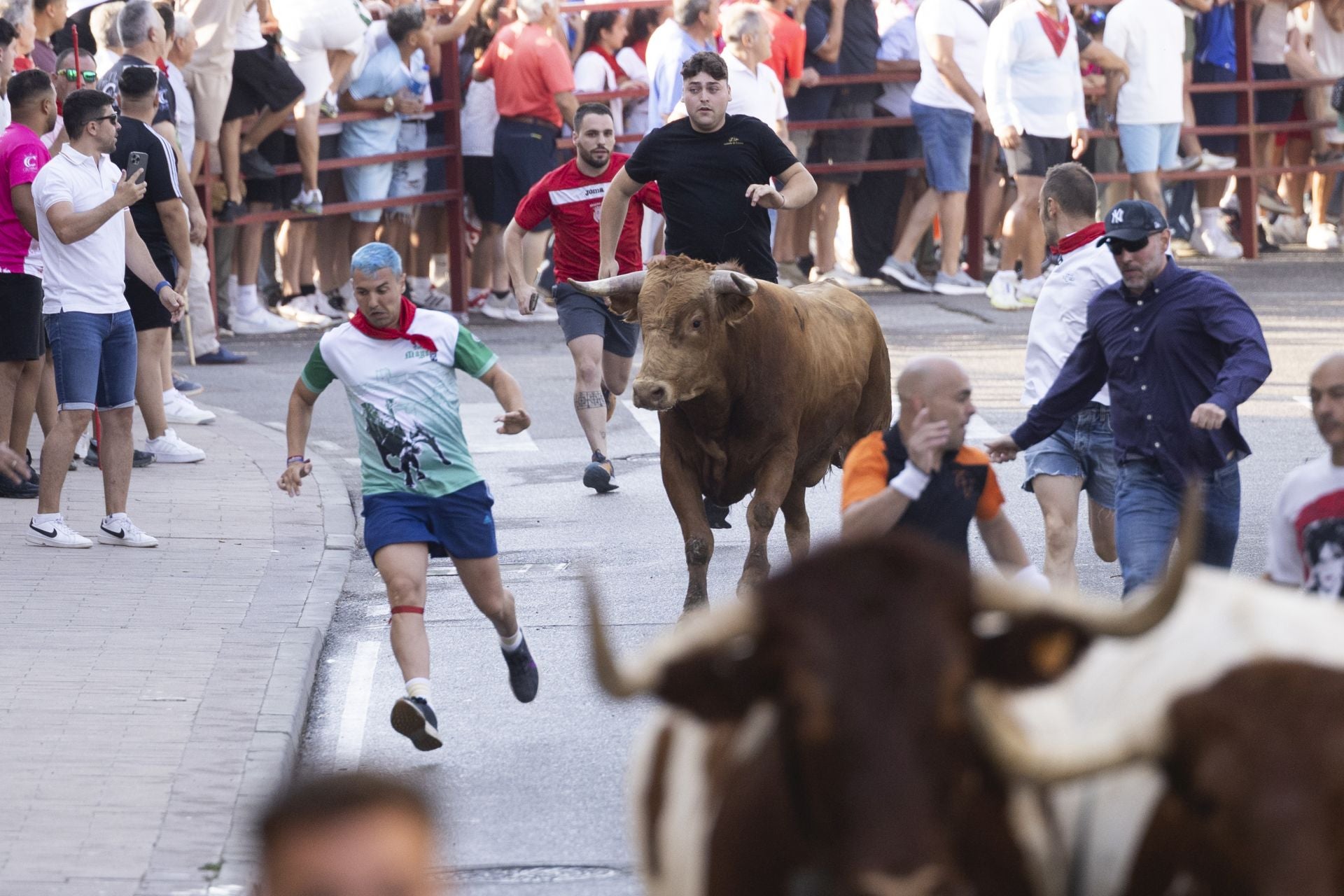 Las imágenes del encierro de Peñafiel de este viernes