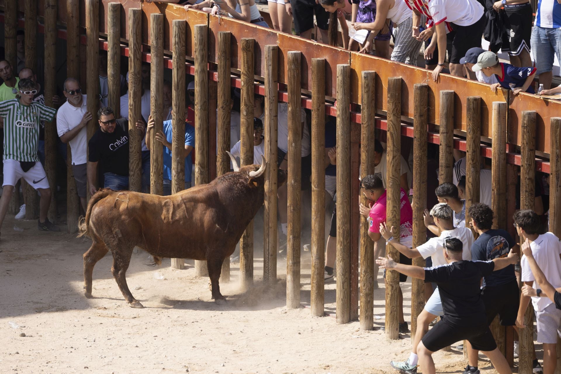 Las imágenes del encierro de Peñafiel de este viernes
