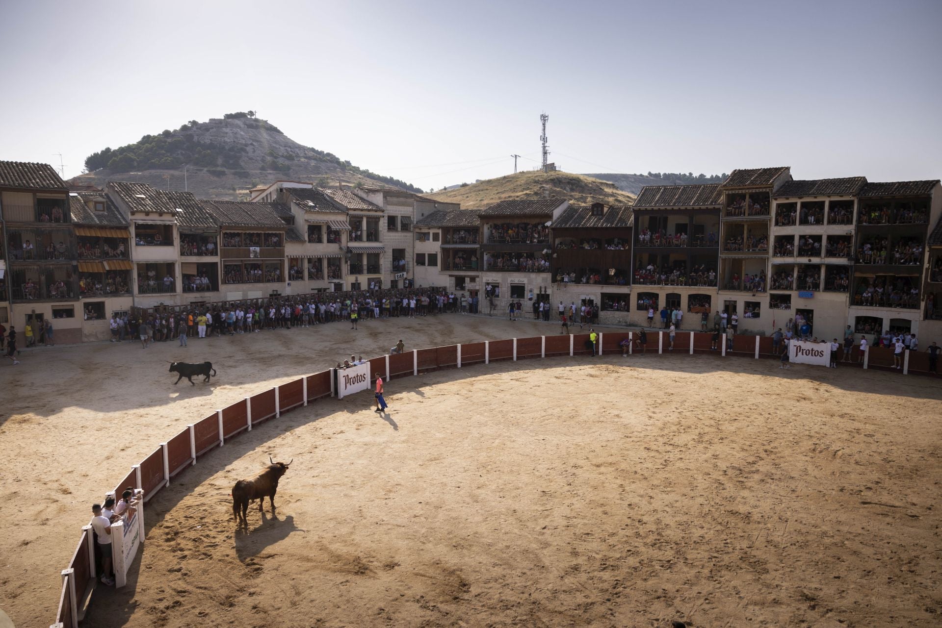 Las imágenes del encierro de Peñafiel de este viernes