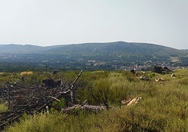 La Sierra de la Culebra ya no tiene el bosque que era en 2022.