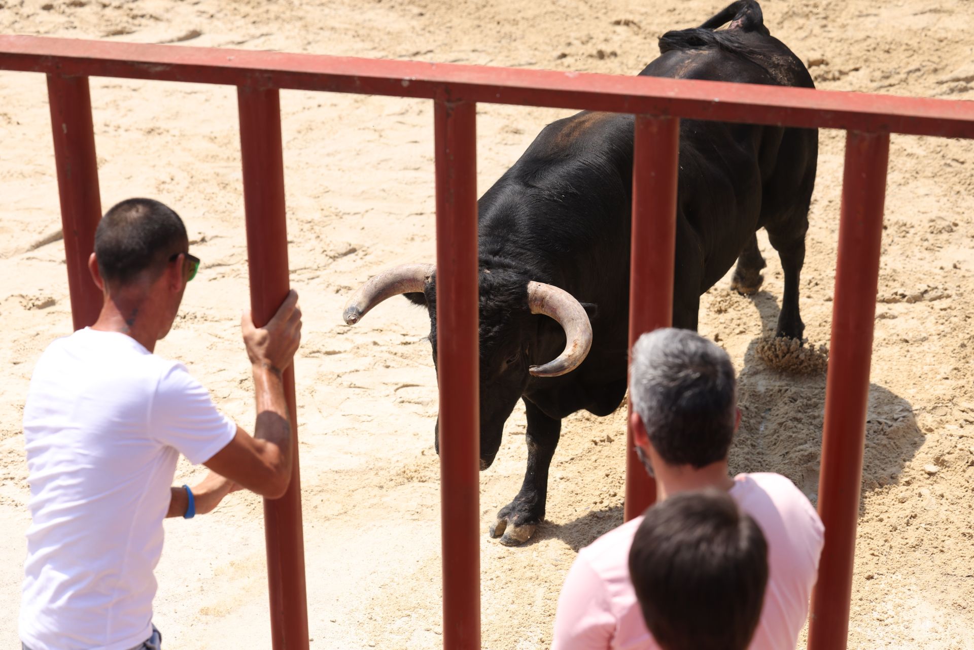 Encierro del viernes en Viana de Cega
