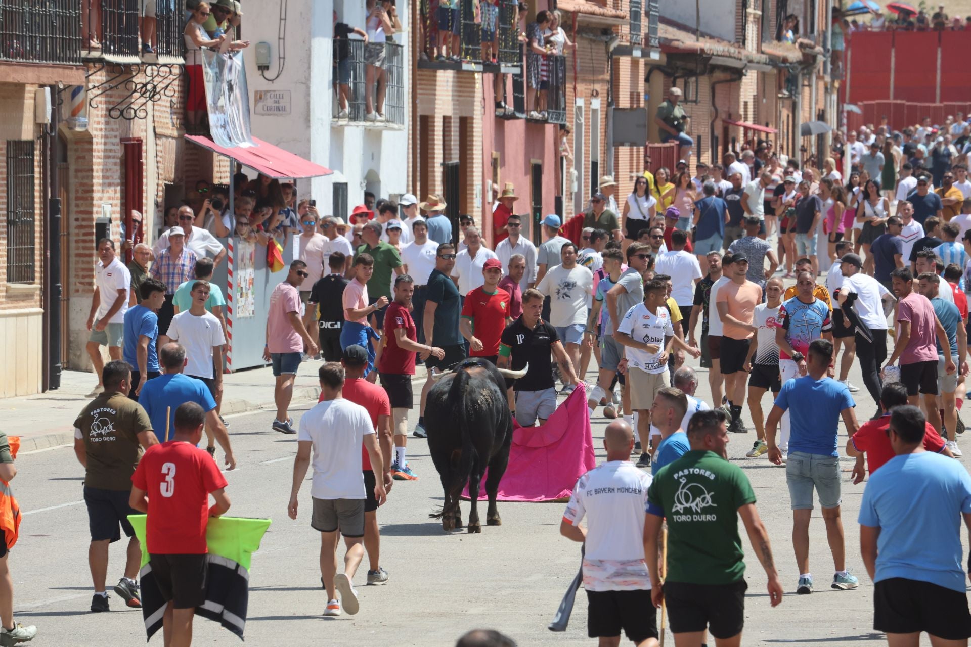 Toro del Verdejo en Rueda