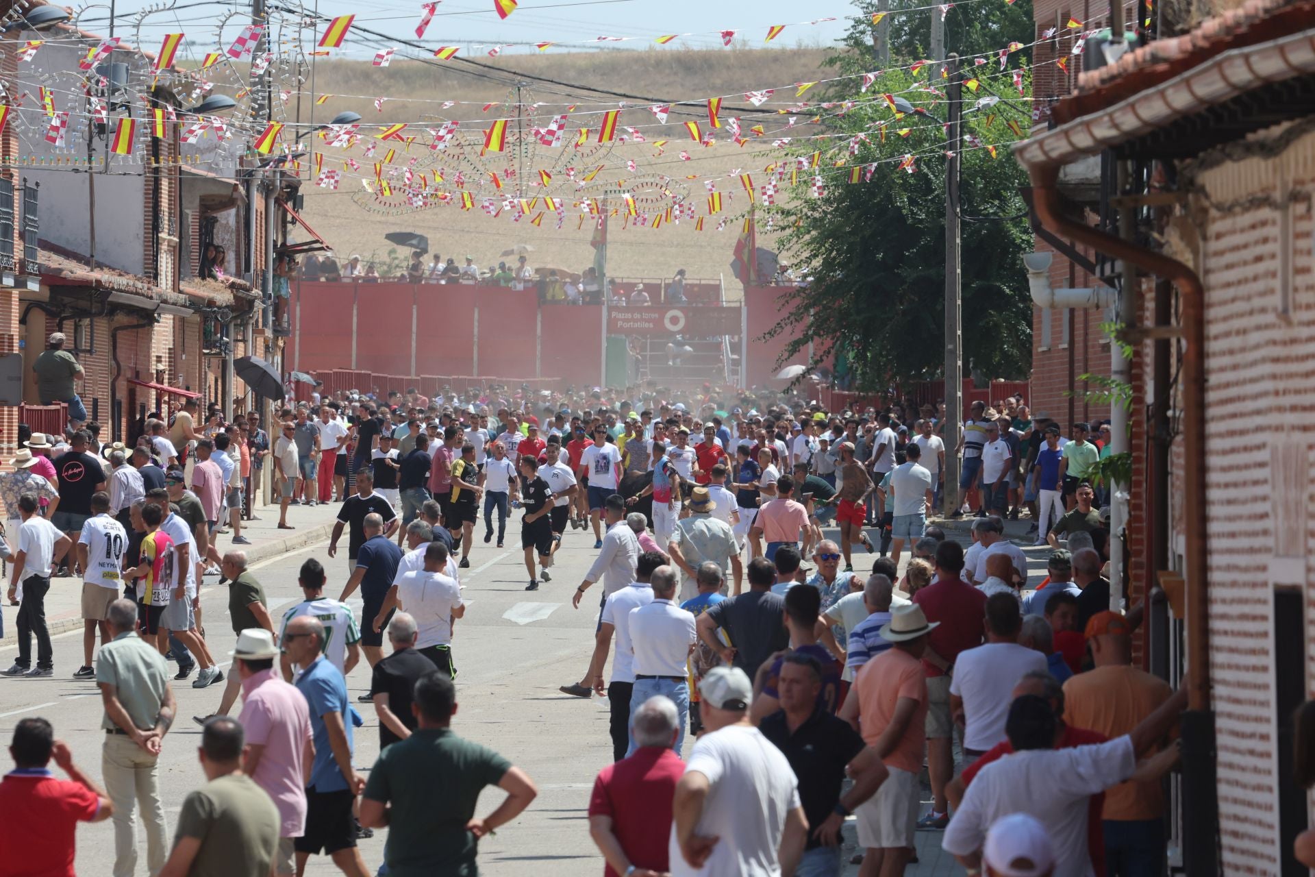 Toro del Verdejo en Rueda