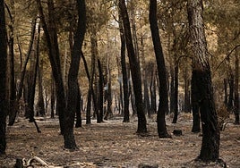 Bosque quemado en Nogarejas, León.