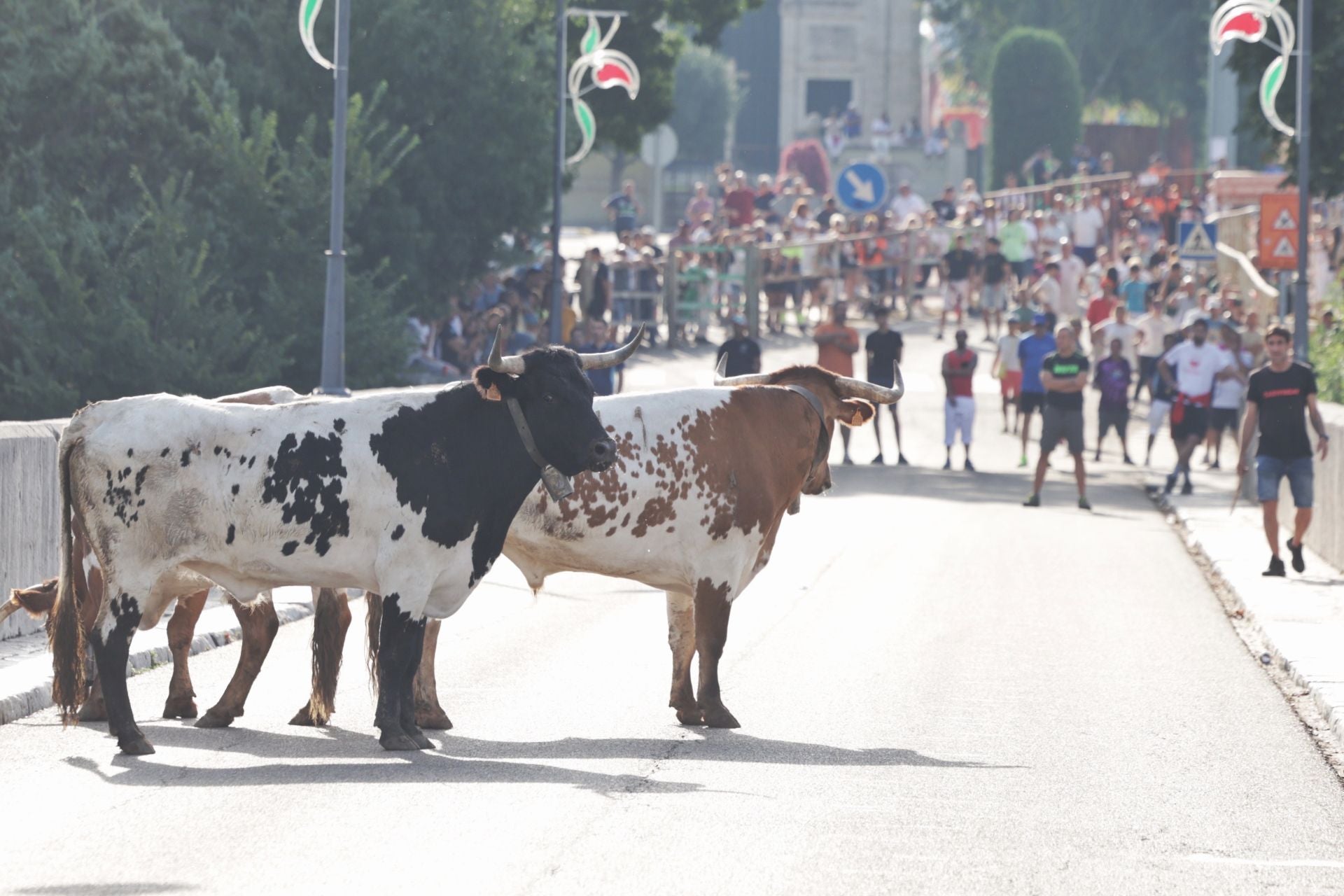 Las imágenes del encierro de Tudela de Duero de este sábado