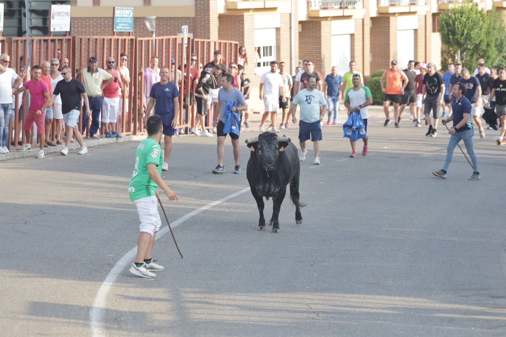 Las imágenes del encierro de Tudela de Duero de este sábado