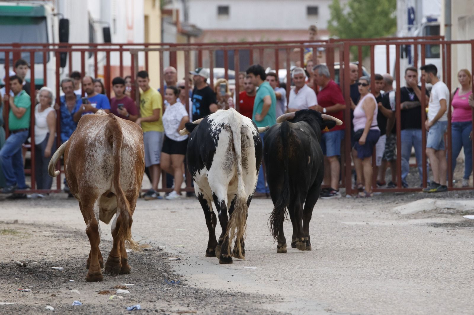 El encierro de Pollos, en imágenes