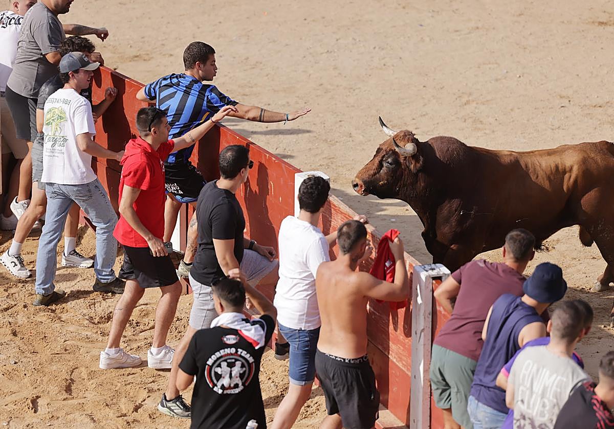 Encierro y capea del sábado en Peñafiel