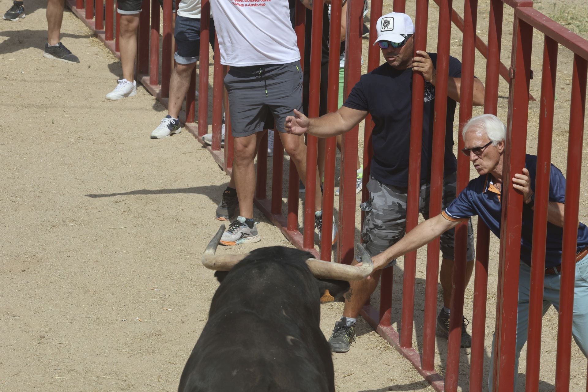 Tercer encierro en las fiestas de Rueda