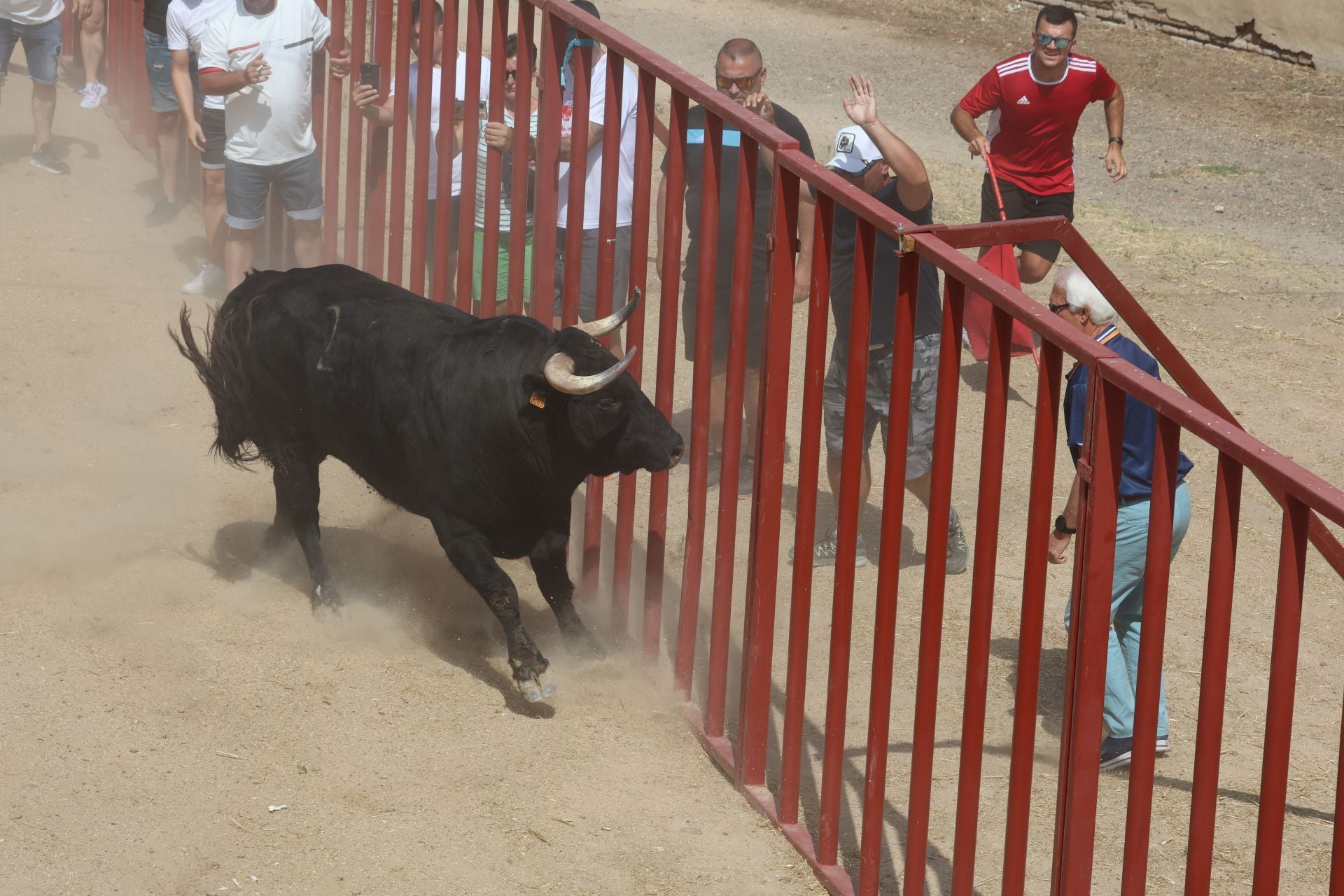 Tercer encierro en las fiestas de Rueda