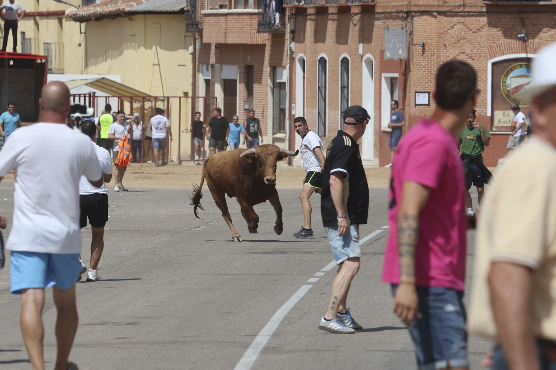 Tercer encierro en las fiestas de Rueda