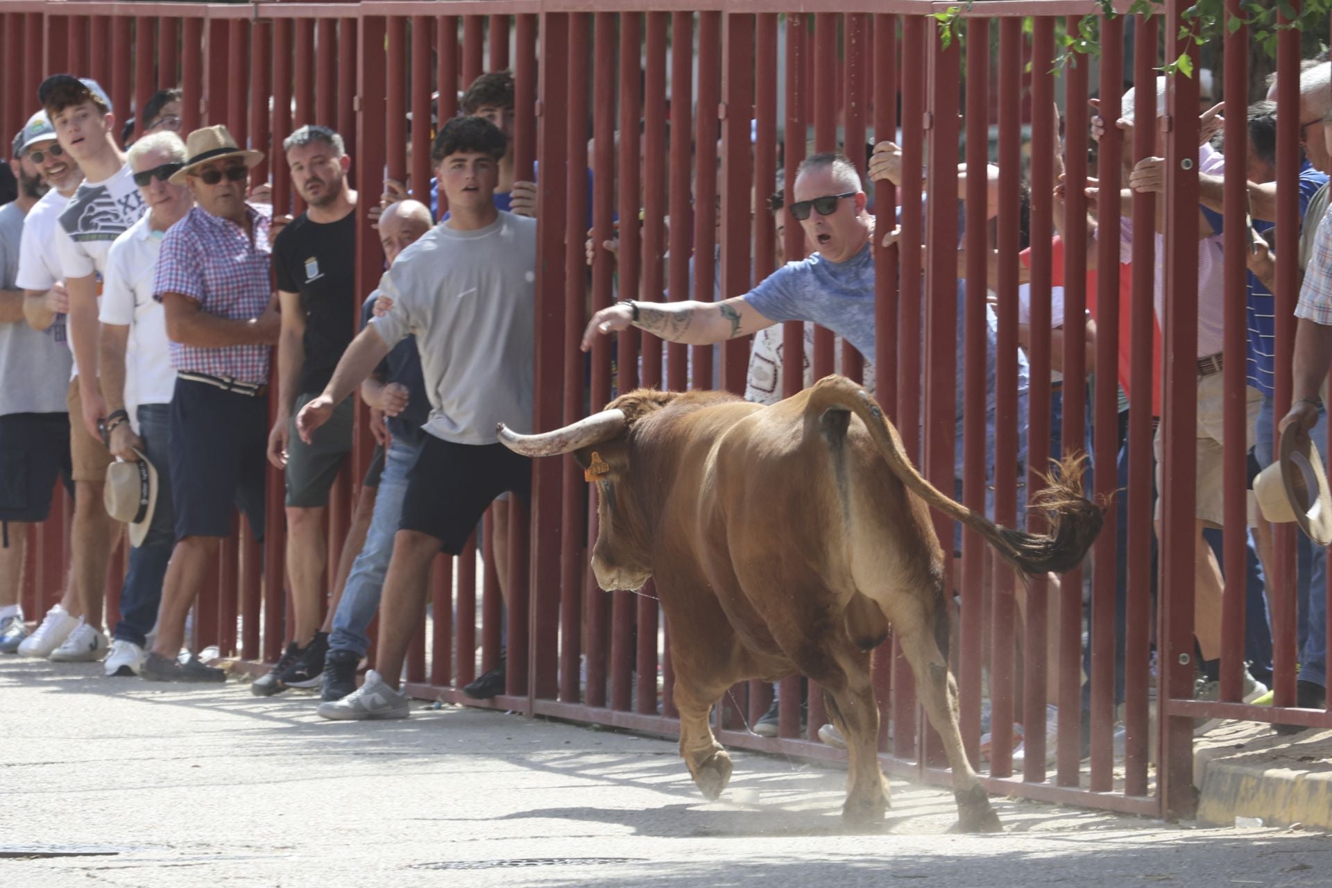 Tercer encierro en las fiestas de Rueda