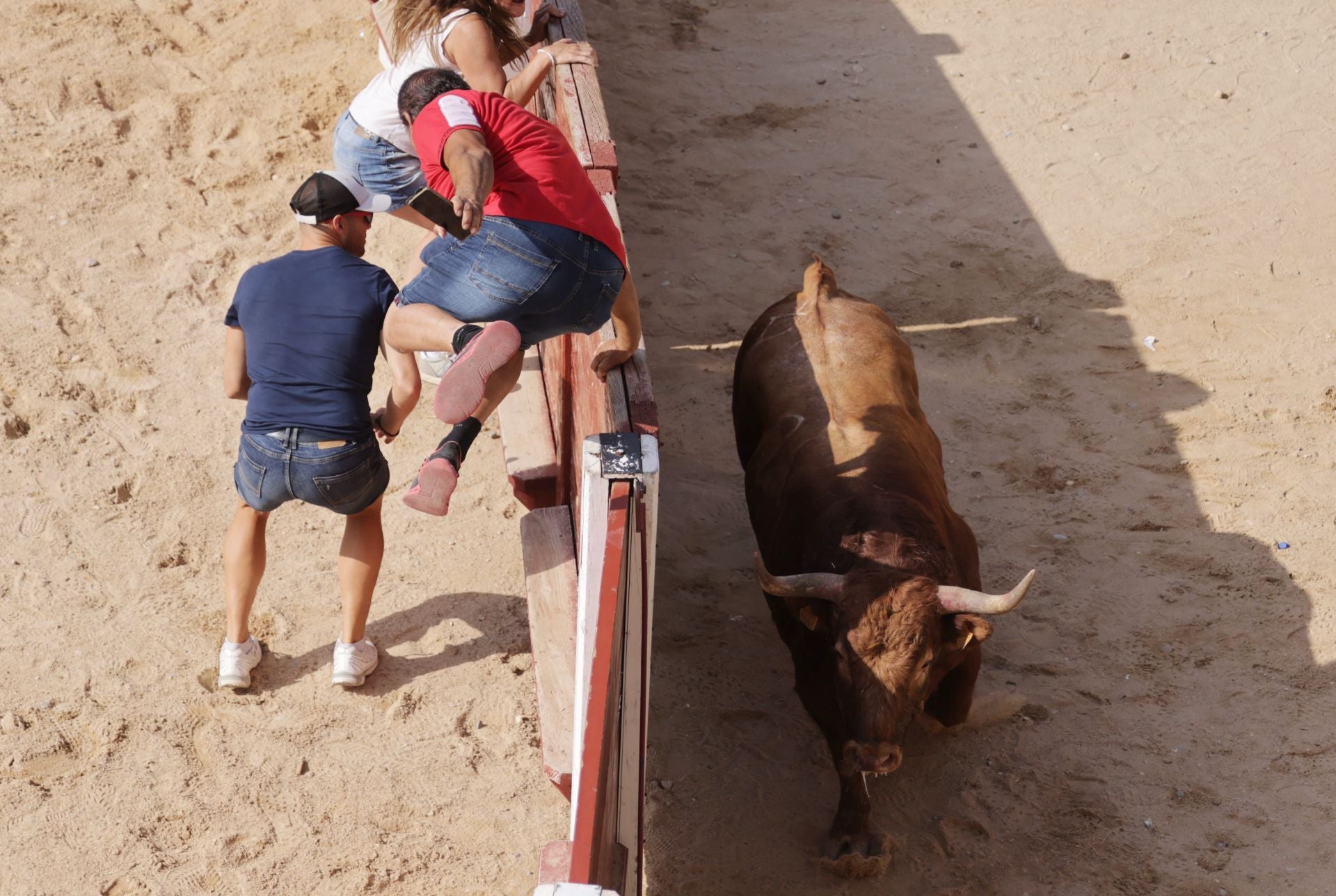 Encierro y capea del sábado en Peñafiel