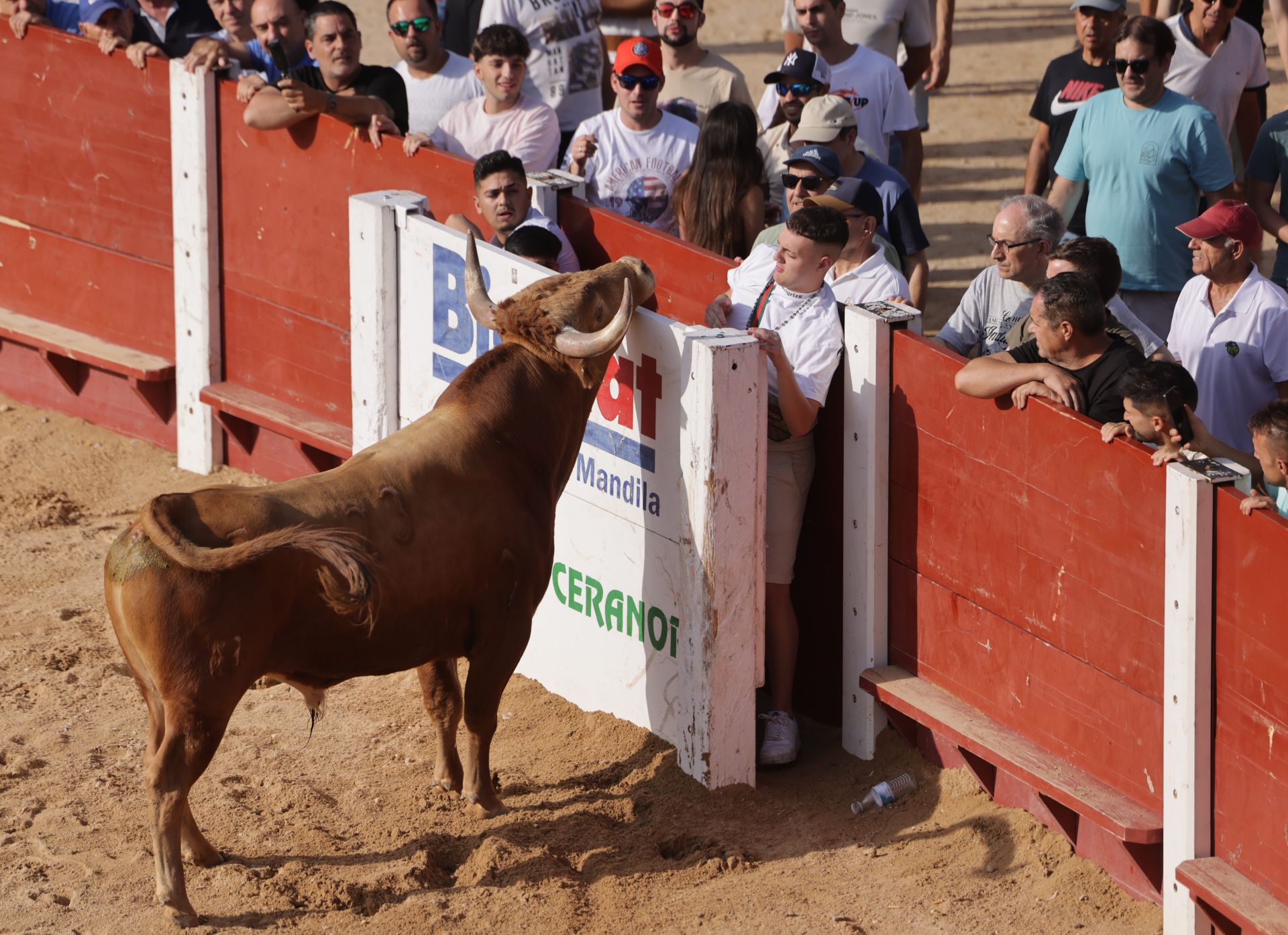 Encierro y capea del sábado en Peñafiel