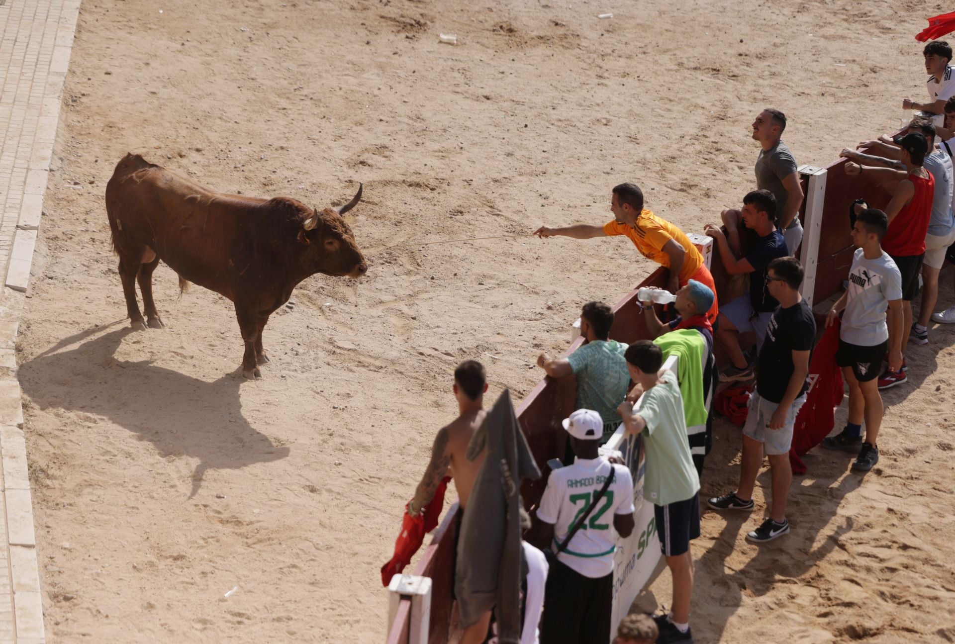 Encierro y capea del sábado en Peñafiel