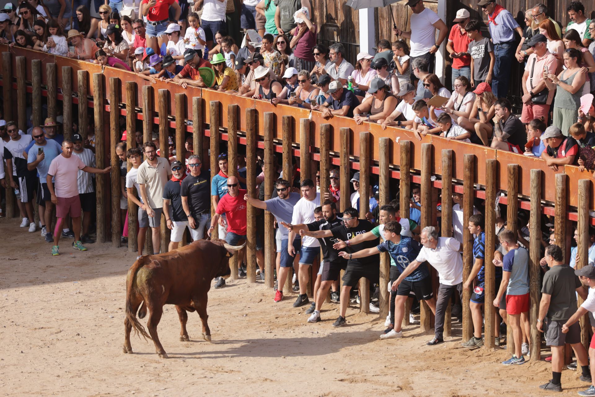 Encierro y capea del sábado en Peñafiel