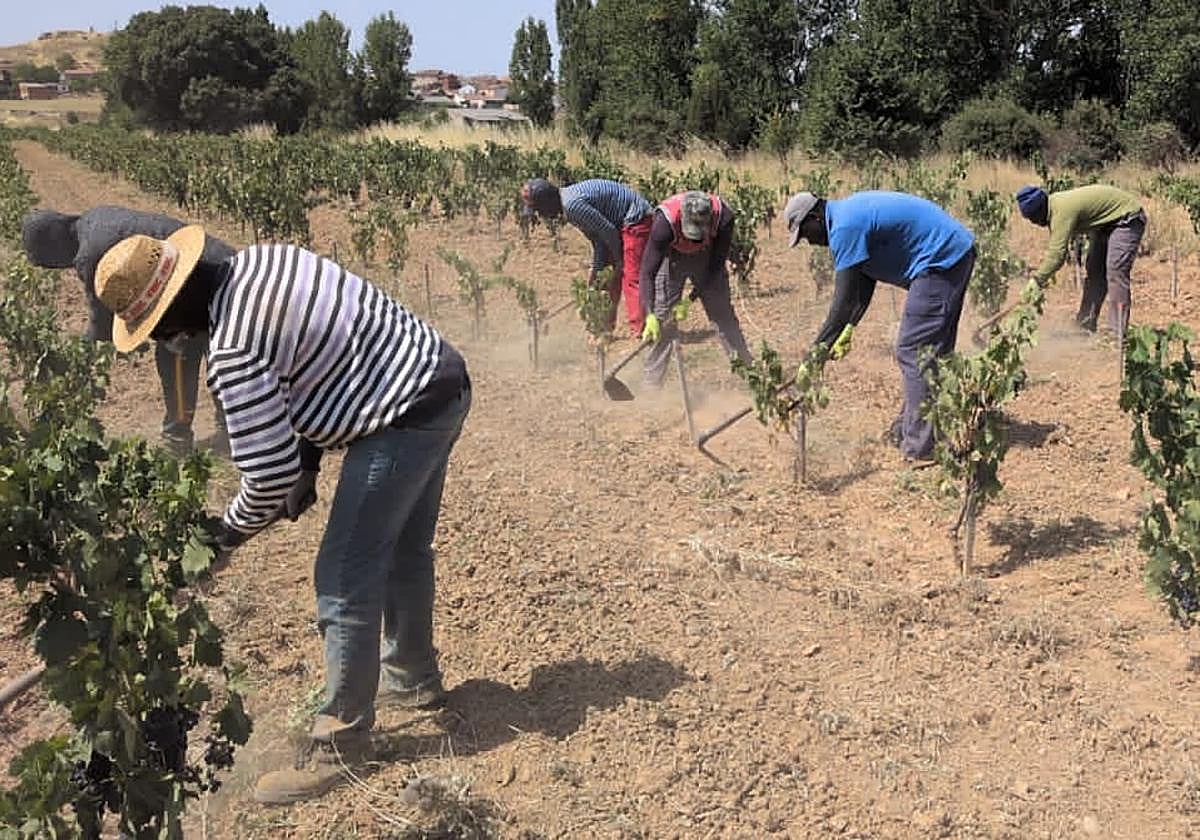 Temporeros en la explotación burgalesa de Quintana del Pidio, en Ribera del Duero.