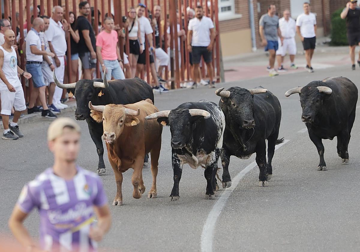 El encierro de Tudela de Duero, en imágenes | El Norte de Castilla