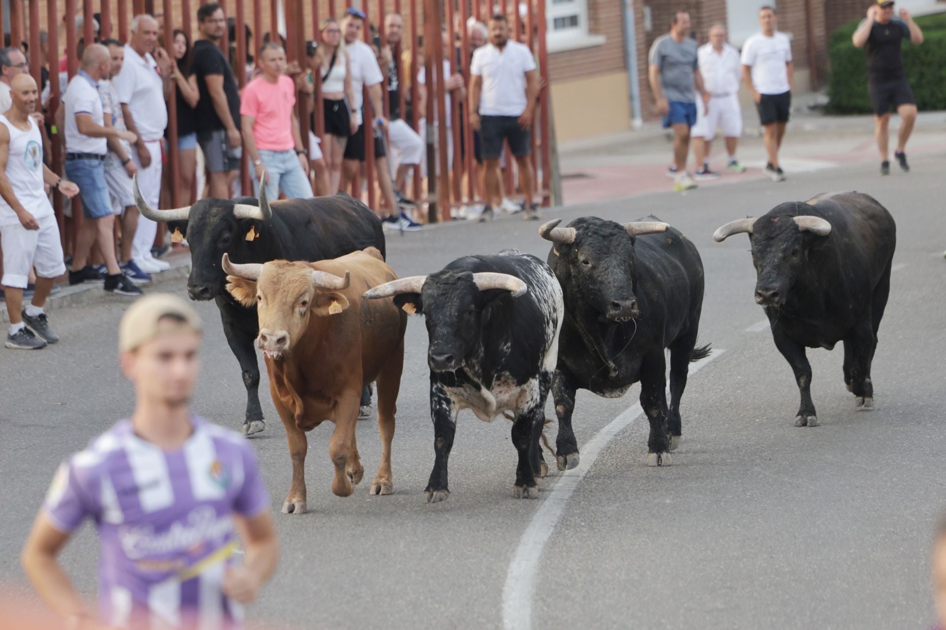 El encierro de Tudela de Duero, en imágenes