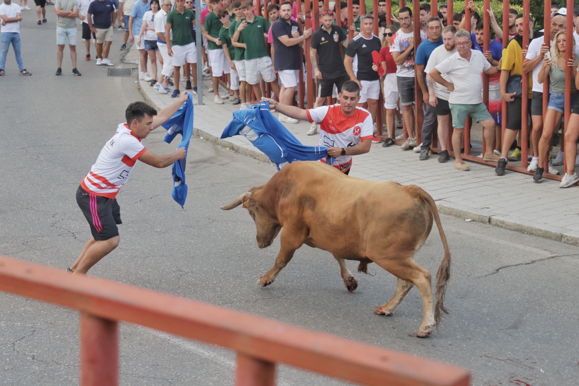 El encierro de Tudela de Duero, en imágenes